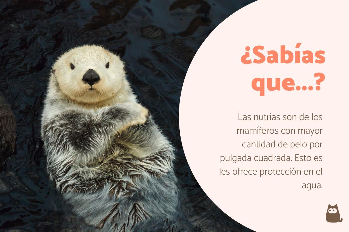 Curiosidades de las nutrias