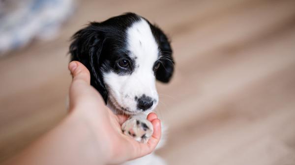 La Ley de Bienestar Animal endurece las normas: curso obligatorio si quieres tener un perro y posibles sanciones por incumplirlo - El curso deberá realizarse en un plazo de seis meses desde su activación