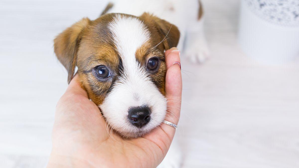 La Ley de Bienestar Animal endurece las normas: curso obligatorio si quieres tener un perro y posibles sanciones por incumplirlo