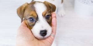 La Ley de Bienestar Animal endurece las normas: curso obligatorio si quieres tener un perro y posibles sanciones por incumplirlo