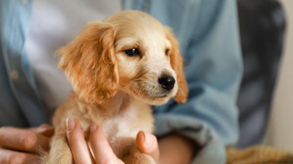 La Ley de Bienestar Animal endurece las normas: curso obligatorio si quieres tener un perro y posibles sanciones por incumplirlo - Todas las personas deberán realizar el curso para tener un perro, salvo estas excepciones