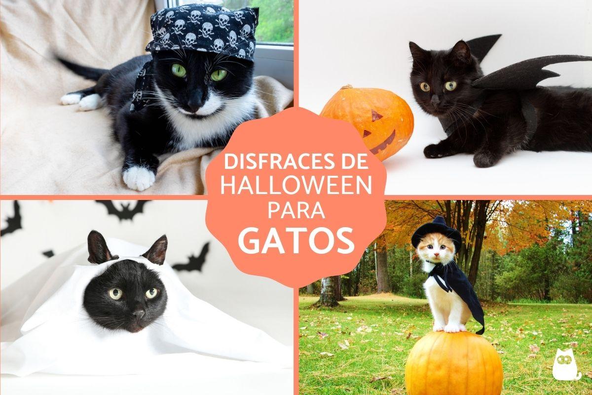 Disfraces de Halloween para gatos