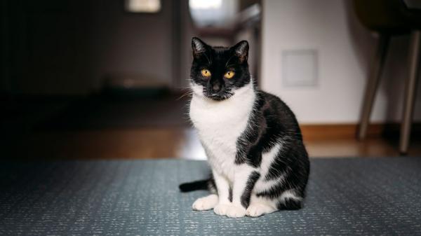 Ya ha entrado en vigor: la Ley de Bienestar Animal prohíbe dejar a un gato solo en casa más de tres días seguidos - Multas de hasta 200.000 euros por dejar a un gato sin supervisión durante más de 72 horas