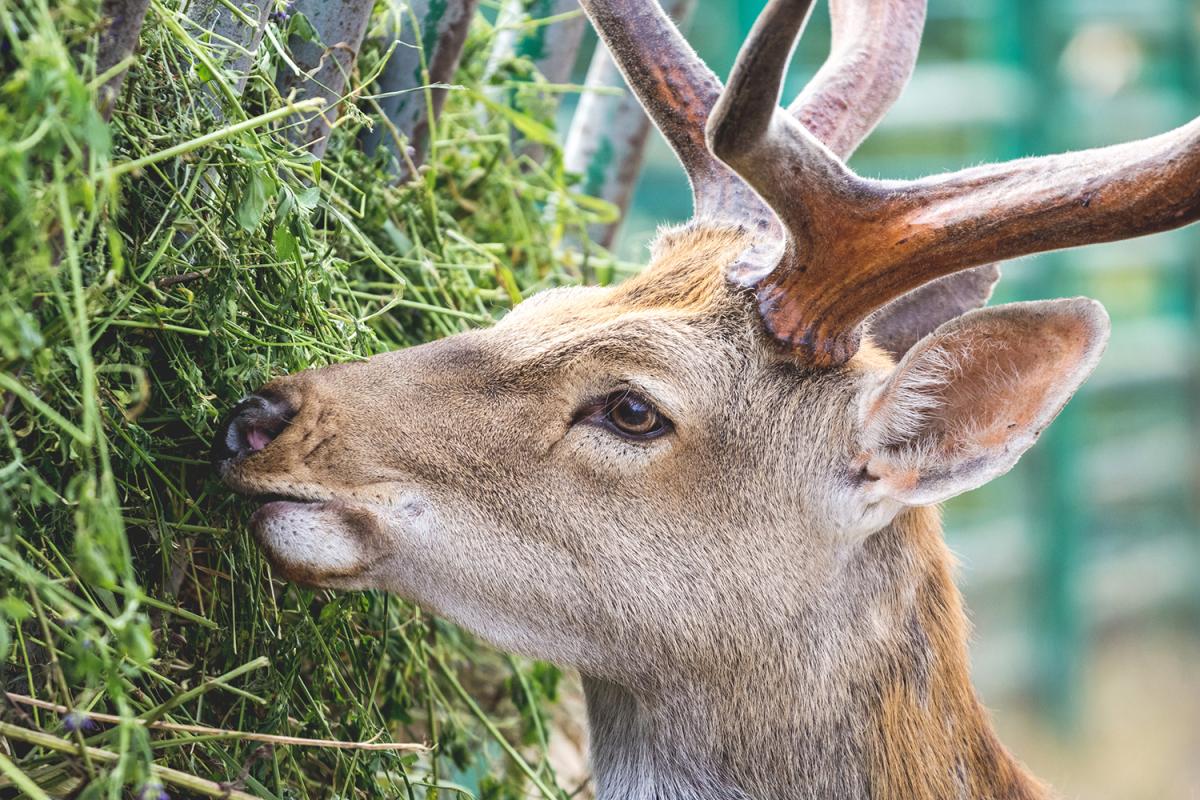 ¿Qué comen los ciervos?