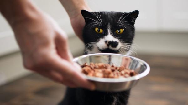 Ya ha entrado en vigor: la Ley de Bienestar Animal prohíbe dejar a un gato solo en casa más de tres días seguidos - Residencias felinas y otras alternativas cuando la ausencia es más larga