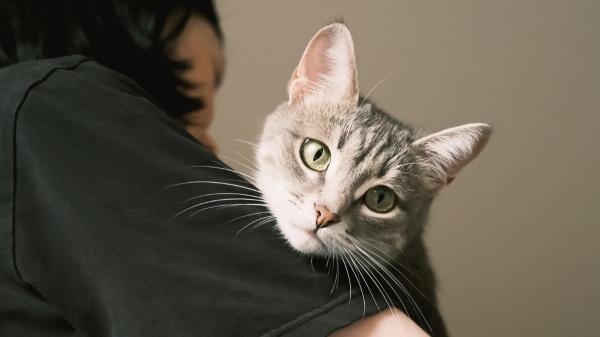 Ya ha entrado en vigor: la Ley de Bienestar Animal prohíbe dejar a un gato solo en casa más de tres días seguidos - Tres días como máximo: lo que dice la ley sobre dejar solos a los gatos