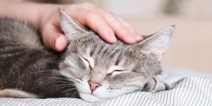 Ya ha entrado en vigor: la Ley de Bienestar Animal prohíbe dejar a un gato solo en casa más de tres días seguidos