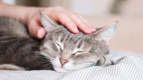 Ya ha entrado en vigor: la Ley de Bienestar Animal prohíbe dejar a un gato solo en casa más de tres días seguidos