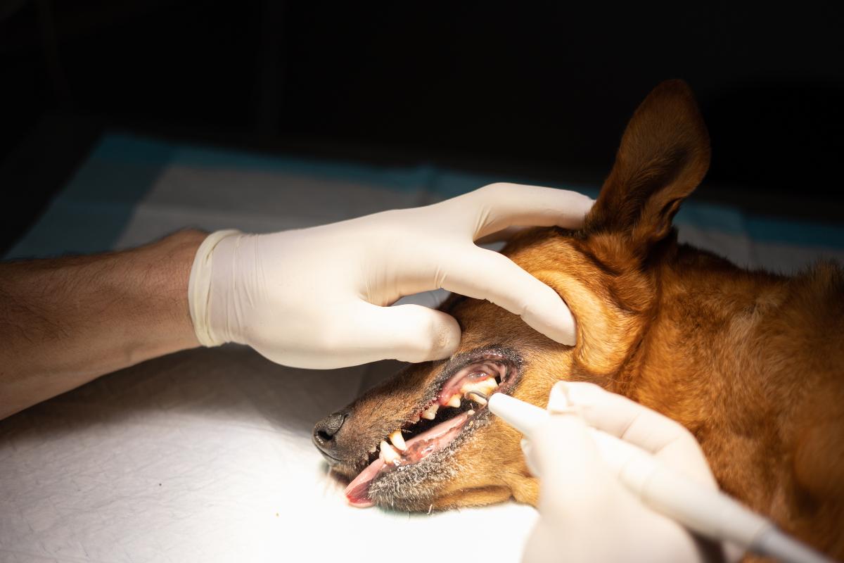 ¿Un perro puede morir por una limpieza dental?