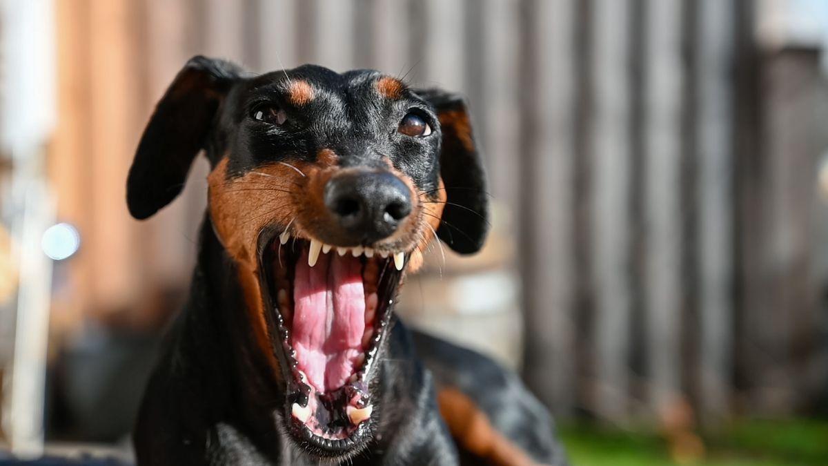 La ciencia lo confirma: existe una sorprendente relación entre la microbiota intestinal y el comportamiento de los perros