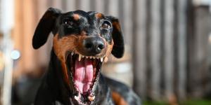 La ciencia lo confirma: existe una sorprendente relación entre la microbiota intestinal y el comportamiento de los perros
