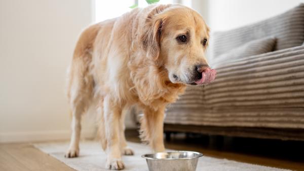La ciencia lo confirma: existe una sorprendente relación entre la microbiota intestinal y el comportamiento de los perros - La dieta y los hábitos alimenticios también pueden influir en la conducta del animal