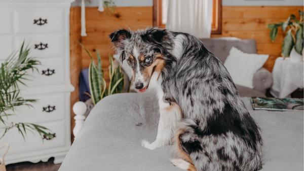 La ciencia lo confirma: existe una sorprendente relación entre la microbiota intestinal y el comportamiento de los perros - La microbiota intestinal podría estar relacionada con la ansiedad y la agresividad de los perros