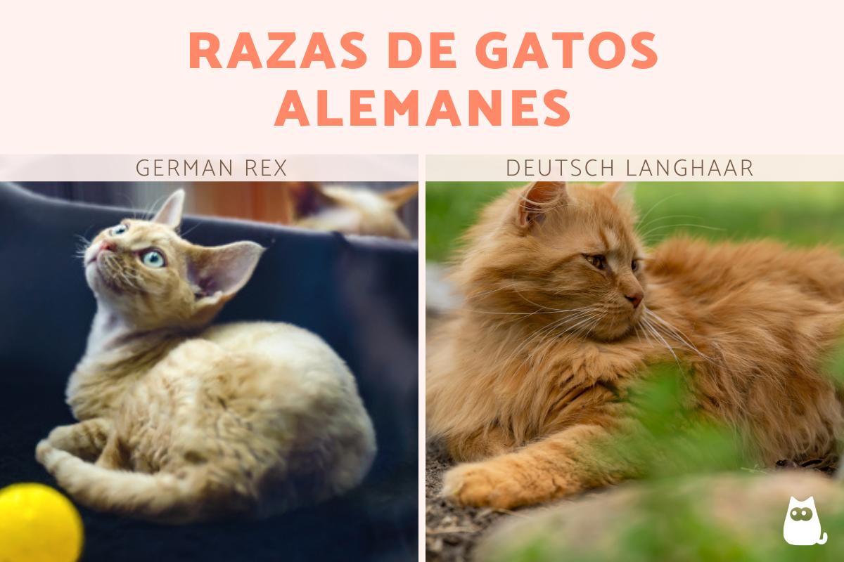 Razas de gatos alemanes