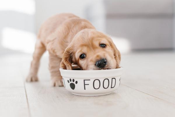 Bienestar canino 360: ejercicio, estimulación mental y alimentación - Alimentación y perros: la base del bienestar canino