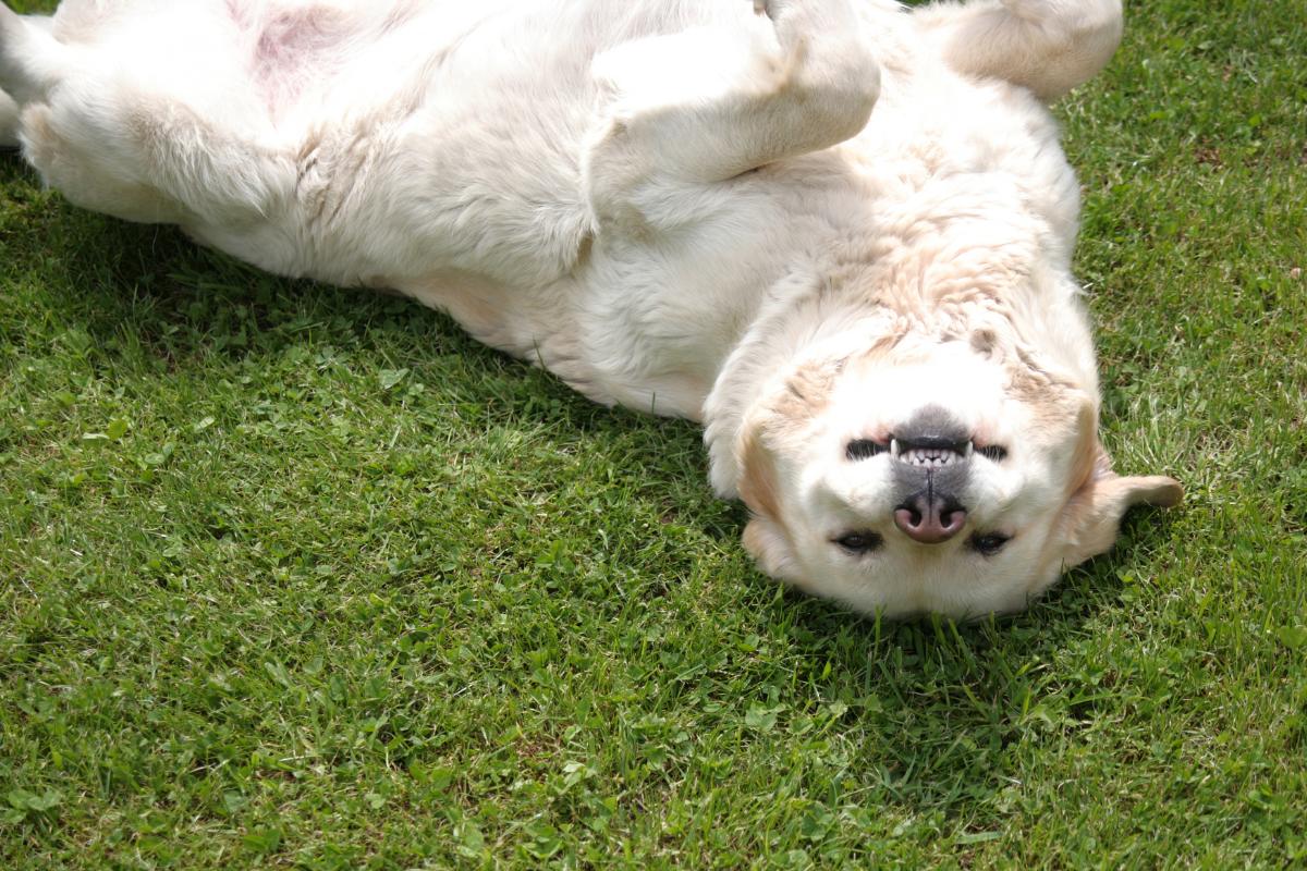 Bienestar canino 360: ejercicio, estimulación mental y alimentación