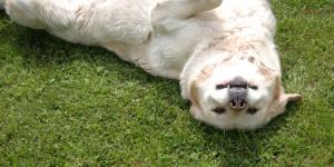 Bienestar canino 360: ejercicio, estimulación mental y alimentación