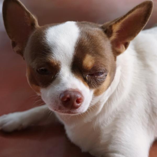 los perros pueden tener conjuntivitis