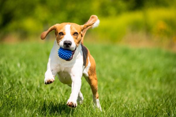 Bienestar canino 360: ejercicio, estimulación mental y alimentación - Ejercicio físico: esencial para un perro sano