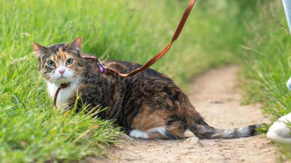 Sacar al gato a pasear de forma controlada mejora su bienestar y favorece su comportamiento en casa, pero no todos lo necesitan: “Algunos gatos se estresan más fuera que dentro” - Así puede disfrutar un gato del exterior sin poner en riesgo su seguridad