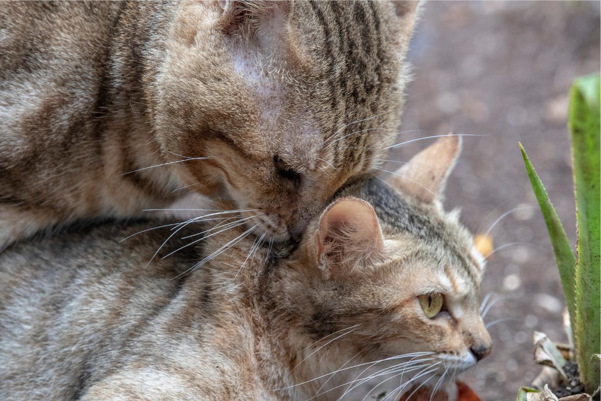 Mi gato esterilizado sigue montando, ¿qué hago?