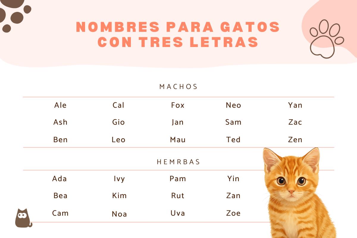 Nombres para gatos de tres letras