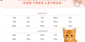 Nombres para gatos de tres letras