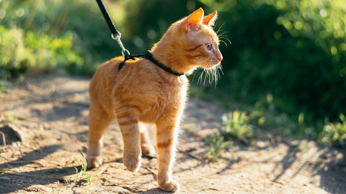 Sacar al gato a pasear de forma controlada mejora su bienestar y favorece su comportamiento en casa, pero no todos lo necesitan: “Algunos gatos se estresan más fuera que dentro”