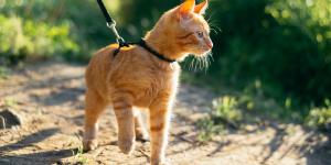 Sacar al gato a pasear de forma controlada mejora su bienestar y favorece su comportamiento en casa, pero no todos lo necesitan: “Algunos gatos se estresan más fuera que dentro”