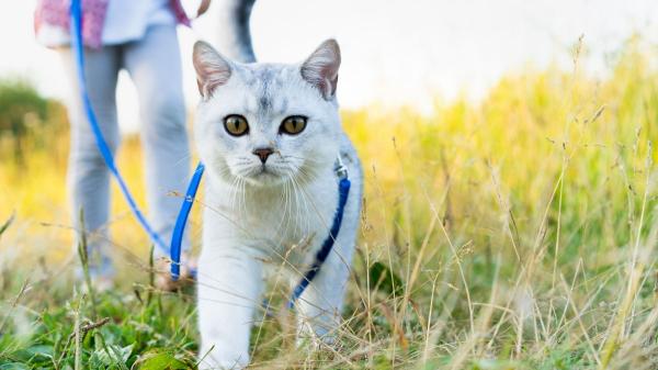 Sacar al gato a pasear de forma controlada mejora su bienestar y favorece su comportamiento en casa, pero no todos lo necesitan: “Algunos gatos se estresan más fuera que dentro” - Salir al exterior puede mejorar el bienestar del gato, pero no es imprescindible