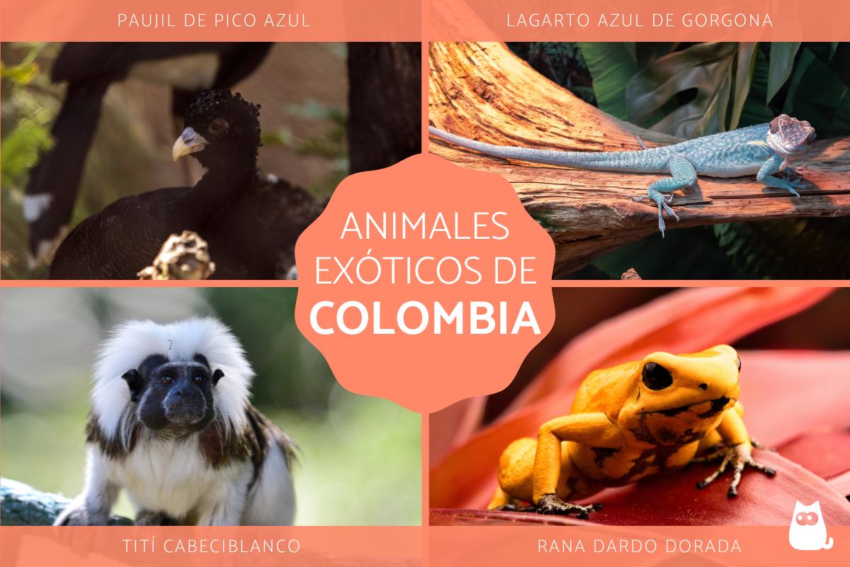 Animales exóticos de Colombia