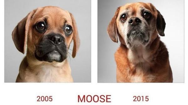 Una fotógrafa retrató durante años a perros de cachorros para recrear las mismas fotos de ancianos: las imágenes muestran cómo habían cambiado por fuera, pero seguían siendo ellos - Crecen, envejecen y cambian, pero siguen siendo únicos