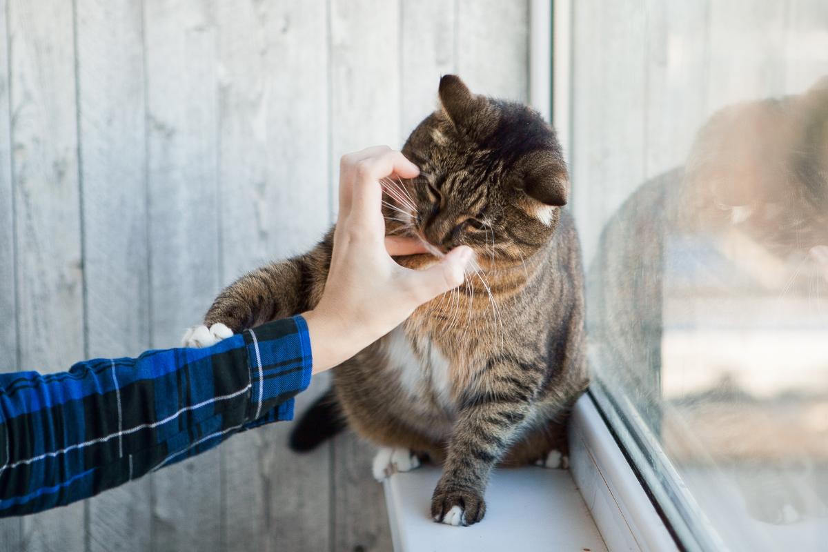 ¿Por qué mi gato no se deja tocar?