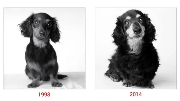 Una fotógrafa retrató durante años a perros de cachorros para recrear las mismas fotos de ancianos: las imágenes muestran cómo habían cambiado por fuera, pero seguían siendo ellos - Todo comenzó con Lily, la primera perra de Jones