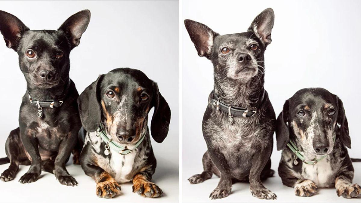 Una fotógrafa retrató durante años a perros de cachorros para recrear las mismas fotos de ancianos: las imágenes muestran cómo habían cambiado por fuera, pero seguían siendo ellos