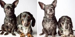 Una fotógrafa retrató durante años a perros de cachorros para recrear las mismas fotos de ancianos: las imágenes muestran cómo habían cambiado por fuera, pero seguían siendo ellos