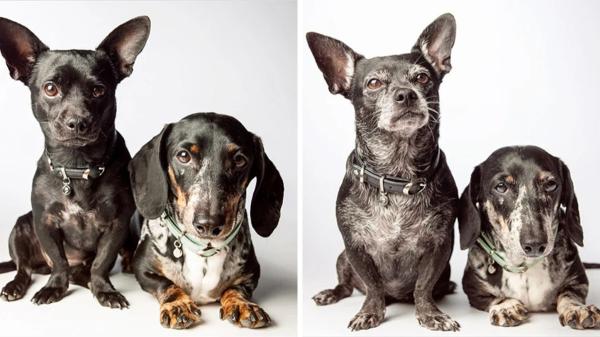 Una fotógrafa retrató durante años a perros de cachorros para recrear las mismas fotos de ancianos: las imágenes muestran cómo habían cambiado por fuera, pero seguían siendo ellos