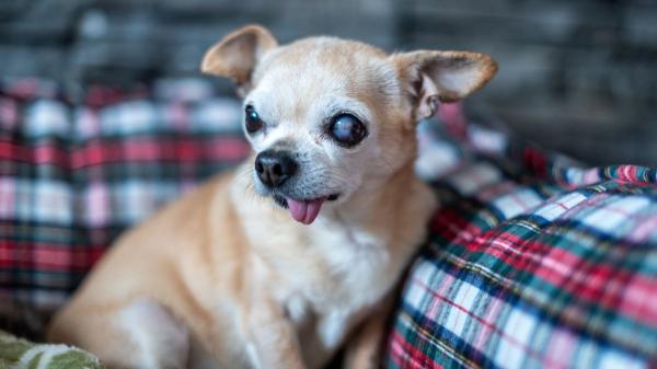 María VetiCan, veterinaria: "Esta es la edad exacta a la que tu perro o gato se vuelve viejo según su tamaño" - Estas son las señales de envejecimiento en perros y gatos que debes vigilar
