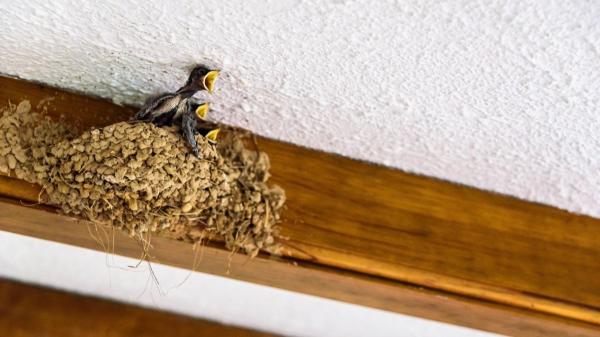 Unos trabajadores descubrieron un nido en plena jornada laboral y tomaron una decisión que cambió el destino de las crías: adaptaron sus planes para protegerlo - Lo que este nido nos recuerda sobre la convivencia con la fauna