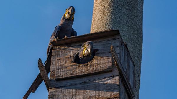 Unos trabajadores descubrieron un nido en plena jornada laboral y tomaron una decisión que cambió el destino de las crías: adaptaron sus planes para protegerlo - Los nidos de aves silvestres están protegidos por la ley