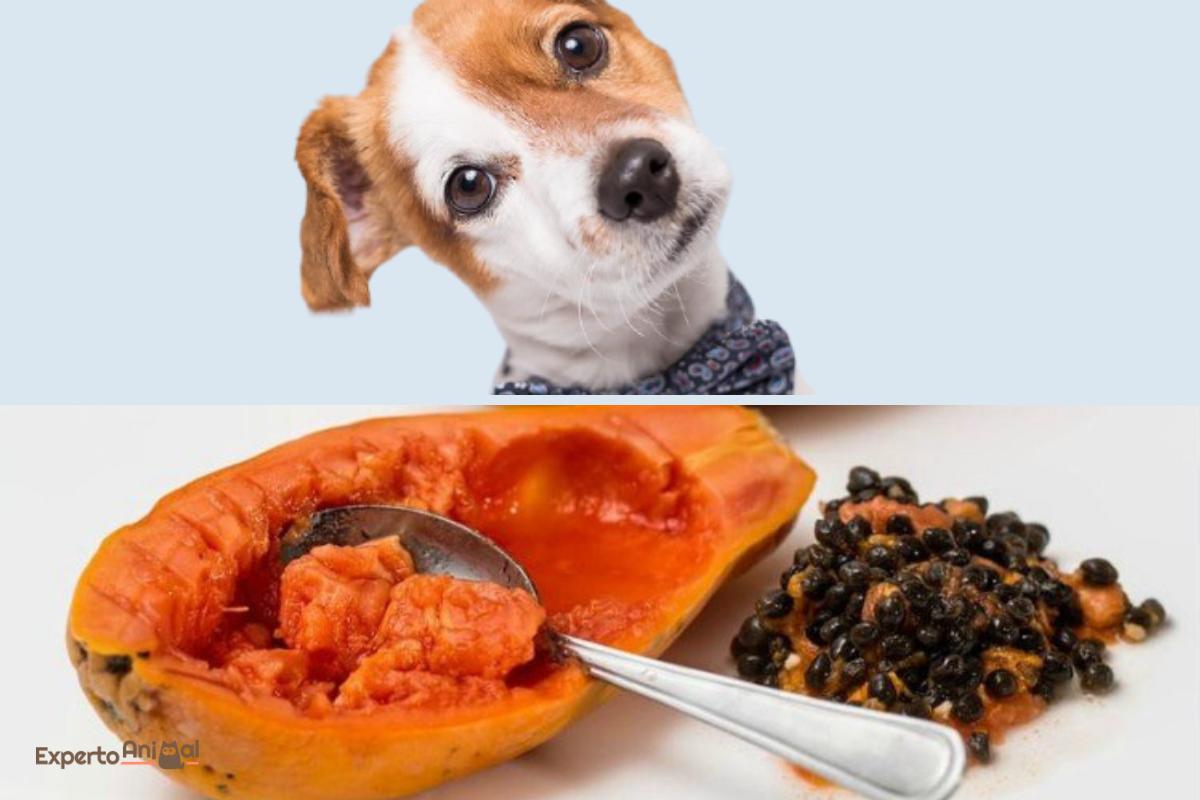 ¿Los perros pueden comer papaya?
