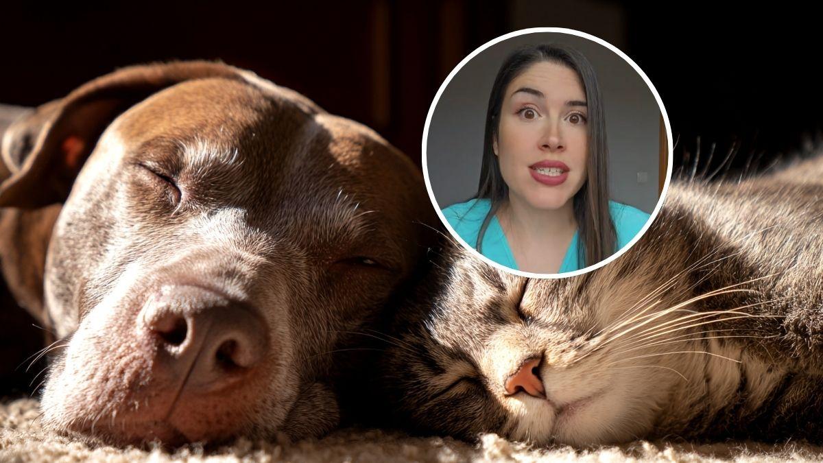 María VetiCan, veterinaria: "Esta es la edad exacta a la que tu perro o gato se vuelve viejo según su tamaño"