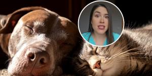 María VetiCan, veterinaria: "Esta es la edad exacta a la que tu perro o gato se vuelve viejo según su tamaño"