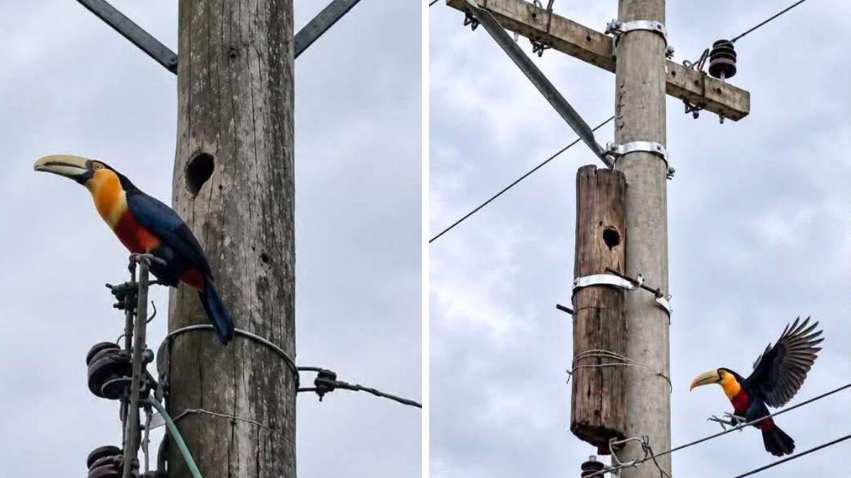 Unos trabajadores descubrieron un nido en plena jornada laboral y tomaron una decisión que cambió el destino de las crías: adaptaron sus planes para protegerlo