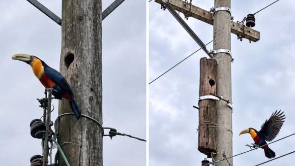 Unos trabajadores descubrieron un nido en plena jornada laboral y tomaron una decisión que cambió el destino de las crías: adaptaron sus planes para protegerlo