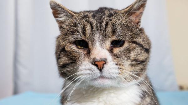 María VetiCan, veterinaria: "Esta es la edad exacta a la que tu perro o gato se vuelve viejo según su tamaño" - ¿Y los gatos? ¿Cuándo se consideran sénior?