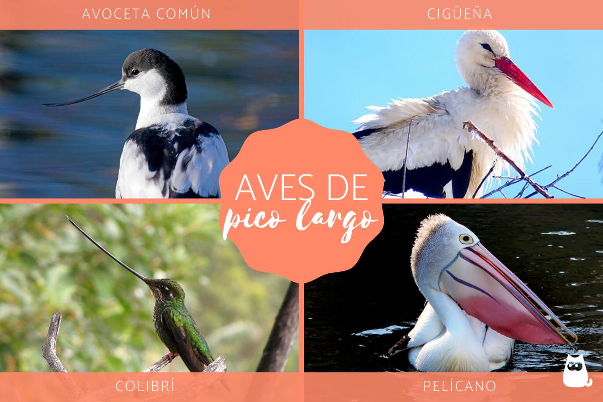 Aves de pico largo - Tipos, nombres y fotos