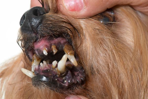 Infección de boca en perros - Tipos y síntomas