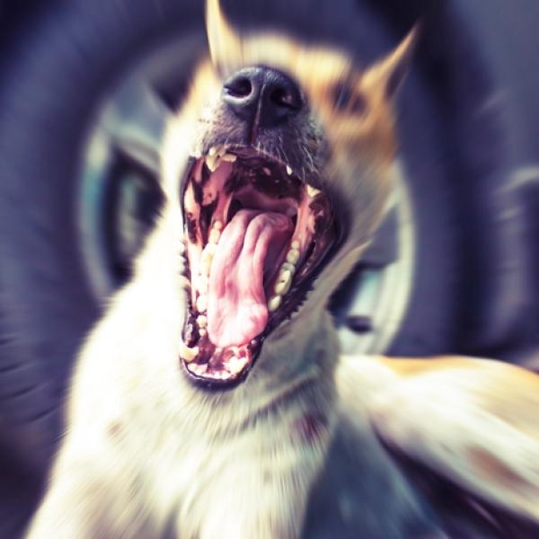 que significa cuando un perro esta arreglado