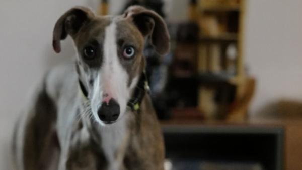 “Teníamos amor que dar”: Sara Sálamo e Isco Alarcón adoptan a Valle y Gupi y lanzan un mensaje de adopción responsable - “Sentimos que teníamos espacio”: el compromiso de la pareja con el bienestar animal